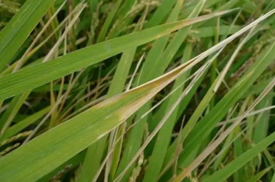 水稻条纹叶枯病的症状
