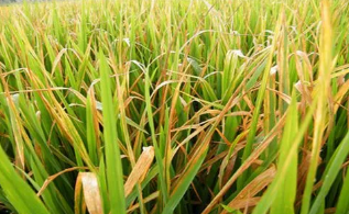 水稻条纹叶枯病的发病因素