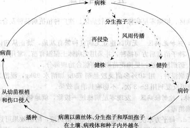 棉花枯萎病的病害循环