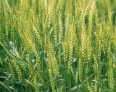 小麦赤霉病的防治