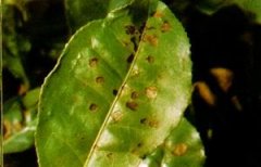茶褐色叶斑病的病原与流行规律