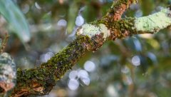 茶树苔藓、地衣的症状与防治