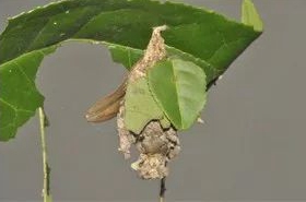 褐蓑蛾的生活习性与发生规律