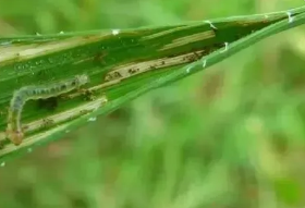 主要地下害虫——小麦沟牙甲