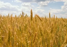 超高产麦田小麦病虫害防治