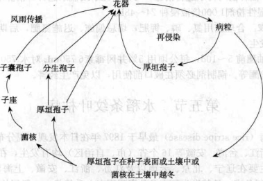 稻曲病的病害循环