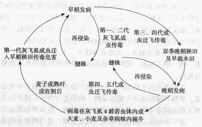 水稻条纹叶枯病的病害循环