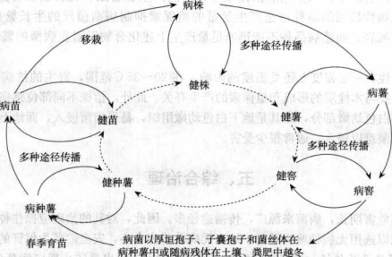 甘薯黑斑病的病害循环