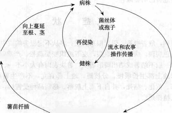 甘薯根腐病的病害循环