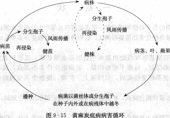 黄麻炭疽病的病害循环