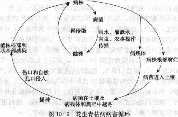 花生青枯病的病害循环