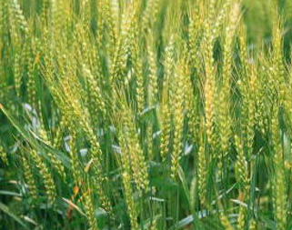 小麦的概述及讲解
