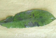 农业植物病理学的主要研究内容